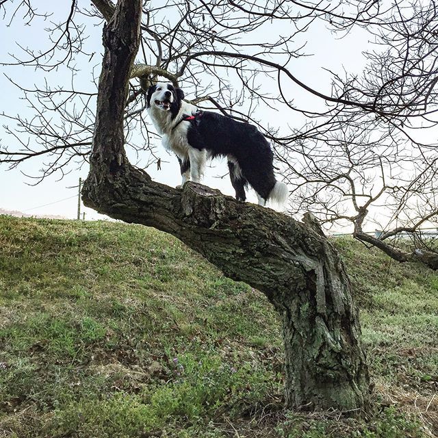 patongpapa's tweet photo. ワイルドだろぉ〜!Wild thing!#ノリノリ犬 #dogontop #onthetop https://t.co/OGMGSyq0mx https://t.co/VgtEvvrynx
