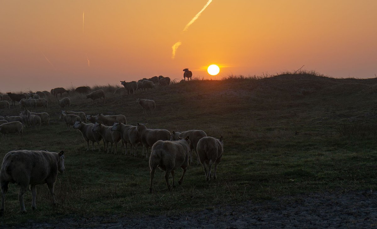 DorteHedengran's tweet photo. Sheep at the beach. Every single year before the summer, sheep grazing in the area at the beach in Olsemagle Strand, Denmark.
#Denmark #NaturePhotography #SonyAlpha #March22th #photooftheday #sunrise #SundayMorning #SundayThoughts #SundayMotivation
📸Dorte Hedengran https://t.co/JZ2WITGPqn