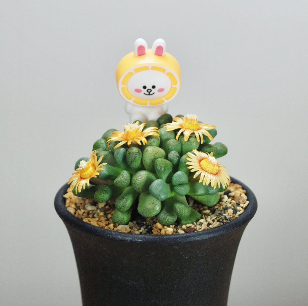 illdependent's tweet photo. 🌱#AloinopsisSchooneesii
#Flowers 🌼🌼🌼🌼
・
📷 #botanicalphotography #bloom #flower #mesembs #foliage #succulents #caudex  #plants #design #botanical #green #art #figures #toys #rabbit #toyphotography 
・
🌱#アロイノプシススクーネーシー #唐扇 #花 #メセン #塊根植物 #多肉植物 https://t.co/XnAjSOwpJE