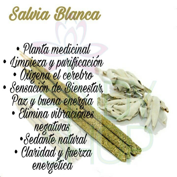 Blanca Garza on X: 🌱🌱🌱🌱 La salvia blanca es una hierba conocida por  sus propiedades curativas y medicinales. 🌱🌱 Quemar salvia en tu hogar u  oficina, o incluso sobre tu cuerpo, Para