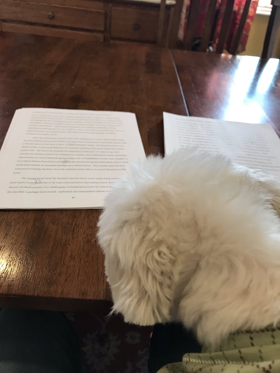 Matt_l_cook's tweet image. Toby is helping with the last proof of the dissertation. #nothelpful #almostover #meliora #workingfromhome