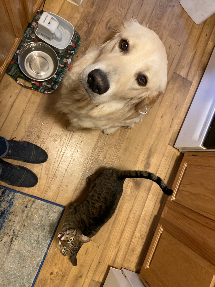 ohhitsjames's tweet photo. Trying to make dinner and these two are not having it https://t.co/XOscbtaU1H