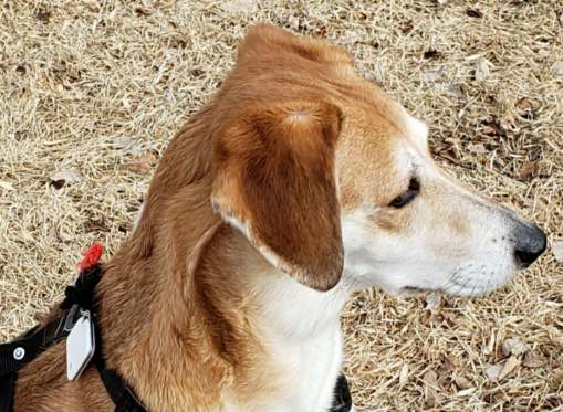 CatsHounds's tweet photo. #BeagleBugClub
#BugsHavingFun 
Social distance walkies https://t.co/ot9mSbzFcX
