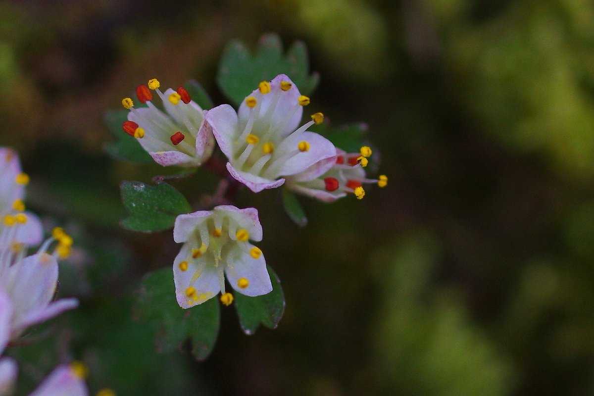 8888Kuju's tweet image. （阿蘇くじゅう国立公園と周辺の花）

*ハナネコノメ。

終わりがけでしたが、念願の花に出あいました🙋

#ギャラリー茶屋
#おいちゃん家
#くじゅうの花
#阿蘇の花
#久住町
#由布市
#男池
#阿蘇くじゅう国立公園
#久住高原
#野の花
#山野草
#自然
#flower