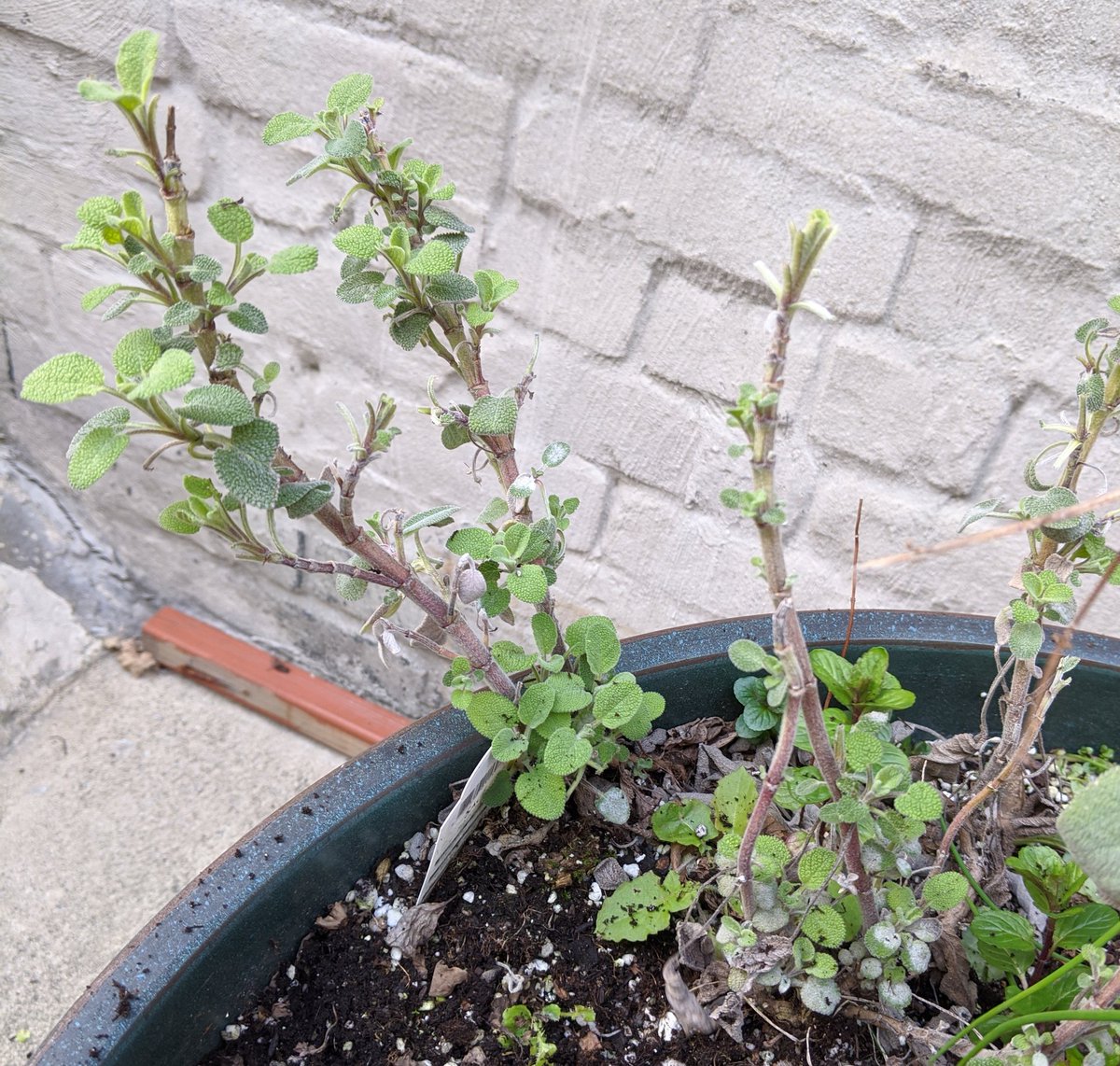 EARNEST GARDENING TWEET Does anyone know how to best salvage this very