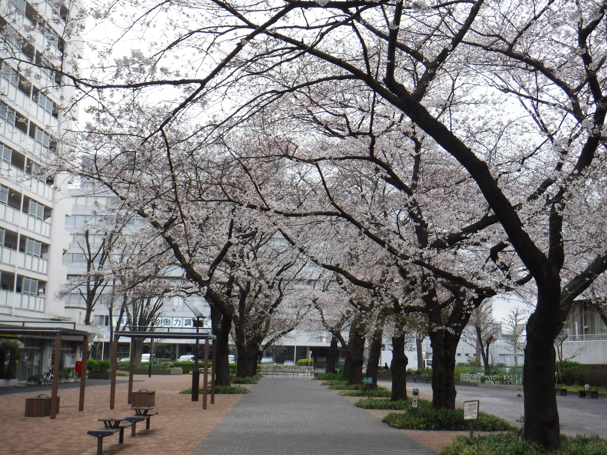 都立戸山公園 園長の採れたて情報 戸山公園内本日の桜情報です 箱根山頂上付近の桜は3分咲き 大久保地区の桜は４ ５分咲き 箱根山南口の桜は4分咲き となっております 箱根山地区早稲田口にある コヒカンザクラは満開で見頃をむかえています