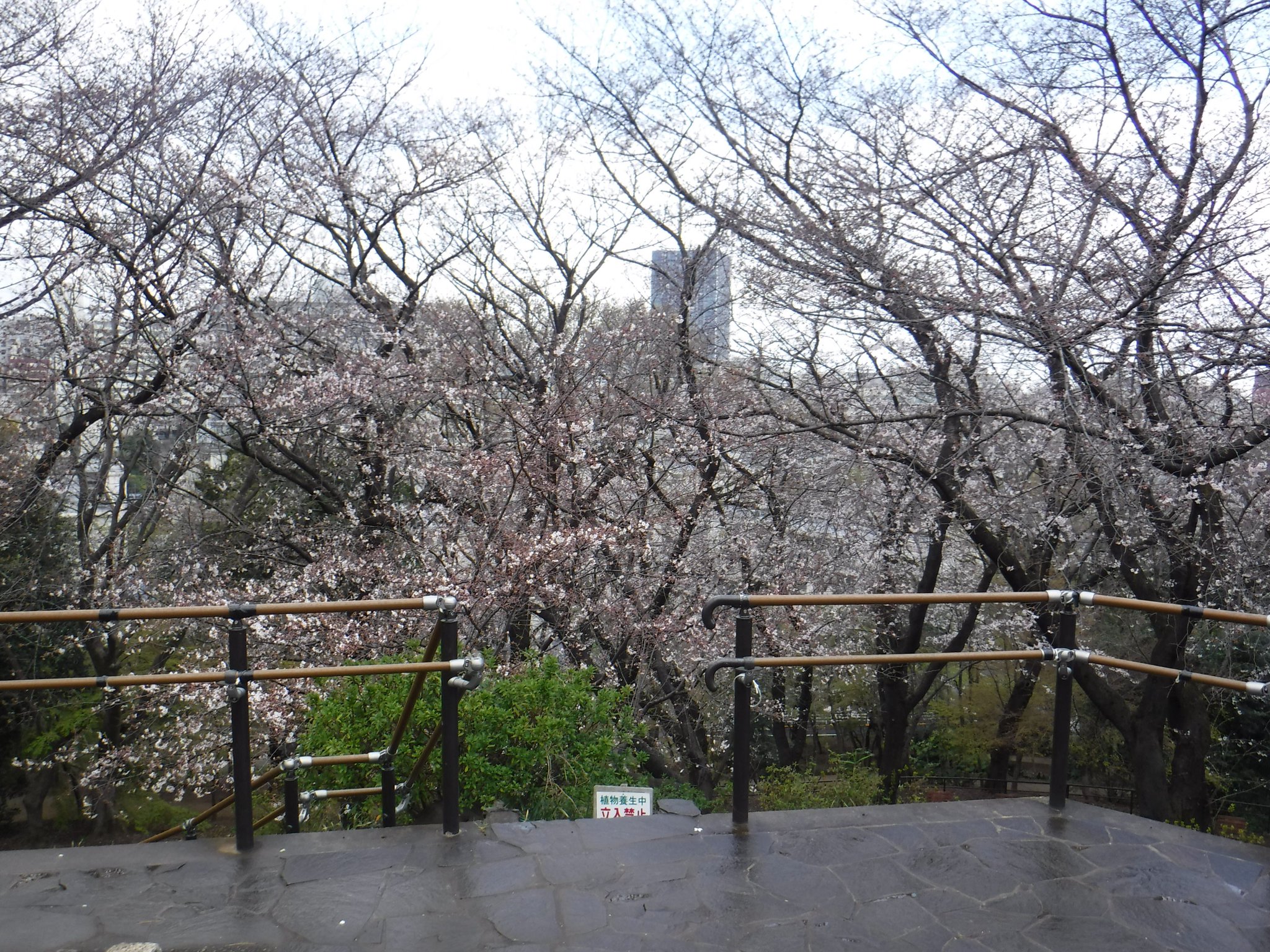 都立戸山公園 園長の採れたて情報 戸山公園内本日の桜情報です 箱根山頂上付近の桜は3分咲き 大久保地区の桜は４ ５分咲き 箱根山南口の桜は4分咲き となっております 箱根山地区
