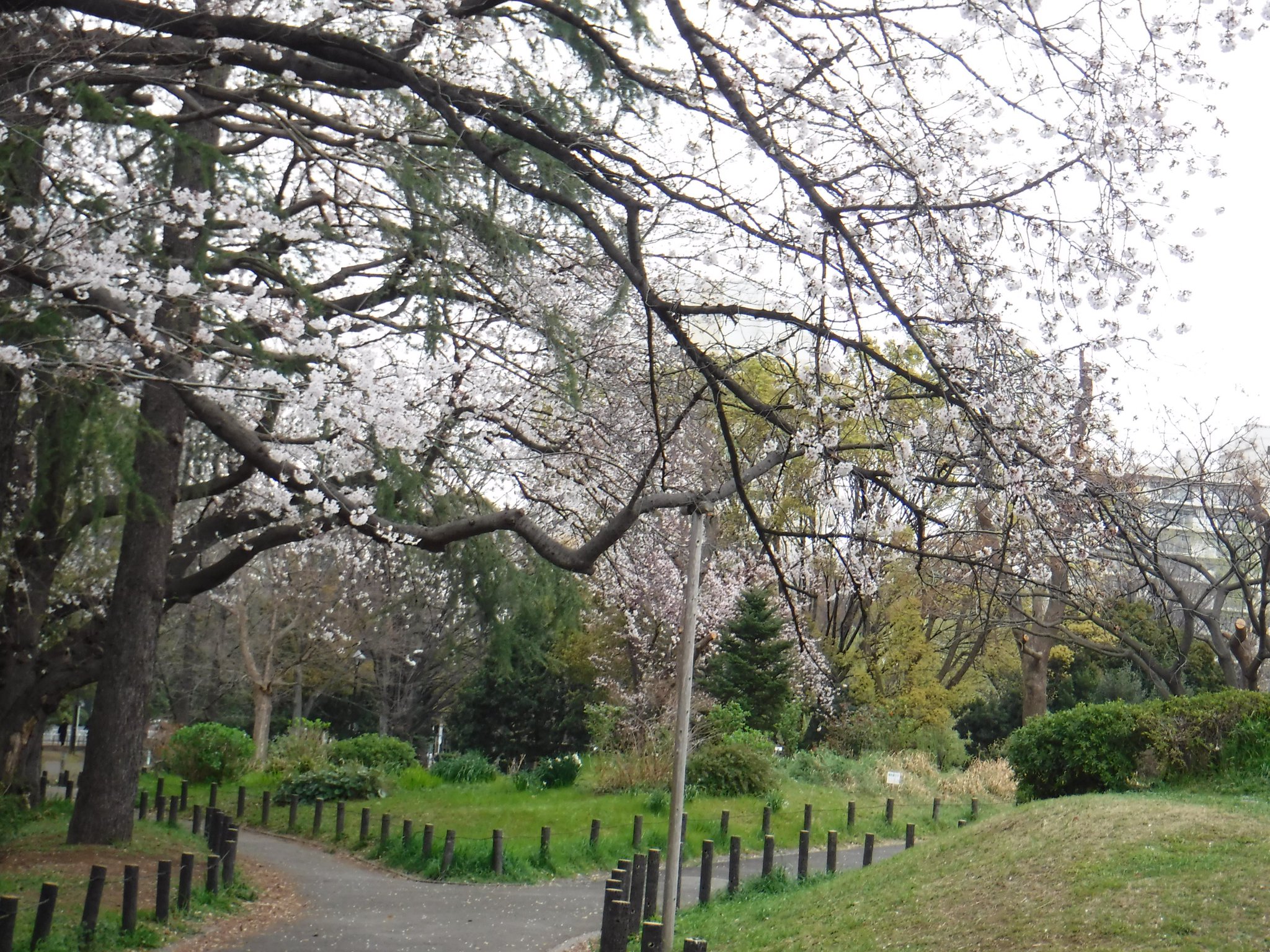 都立戸山公園 園長の採れたて情報 戸山公園内本日の桜情報です 箱根山頂上付近の桜は3分咲き 大久保地区の桜は４ ５分咲き 箱根山南口の桜は4分咲き となっております 箱根山地区早稲田口にある コヒカンザクラは満開で見頃をむかえています