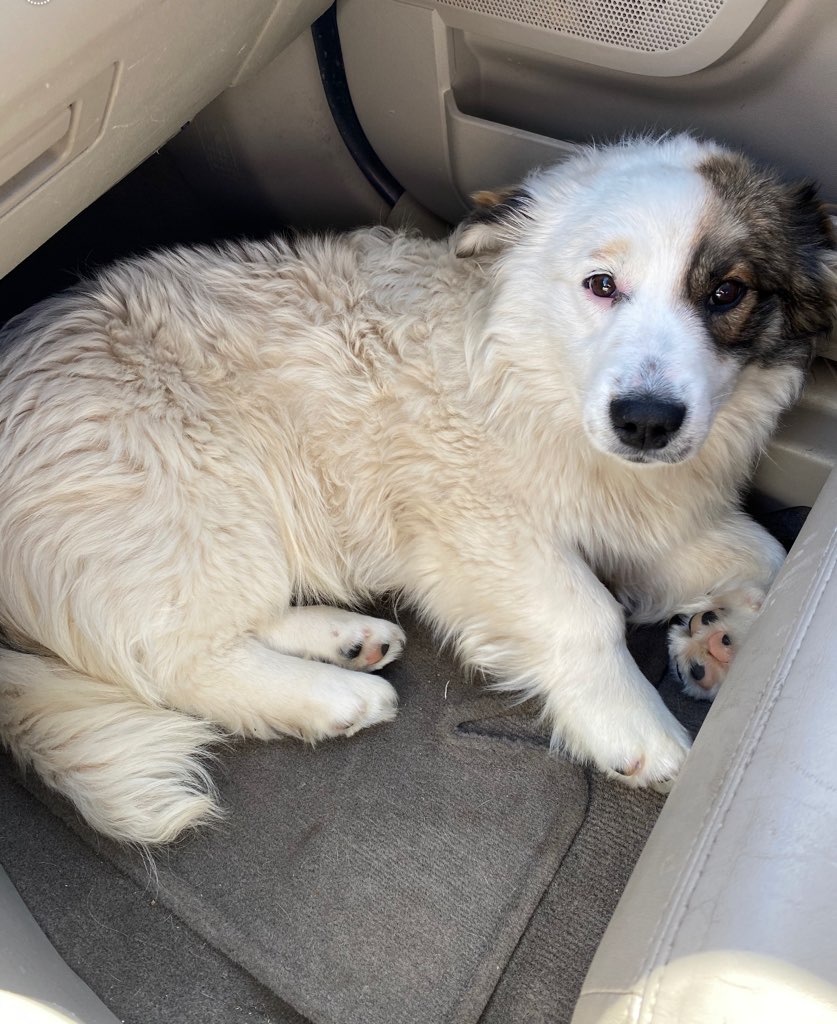 So this little pupper jumped in my car at the trailhead today. Wouldn’t leave. Anyone I asked (shouted to from a distance) said he had been there alone for hours in the snow. Gotta admit: He smells terrible and he made my day.