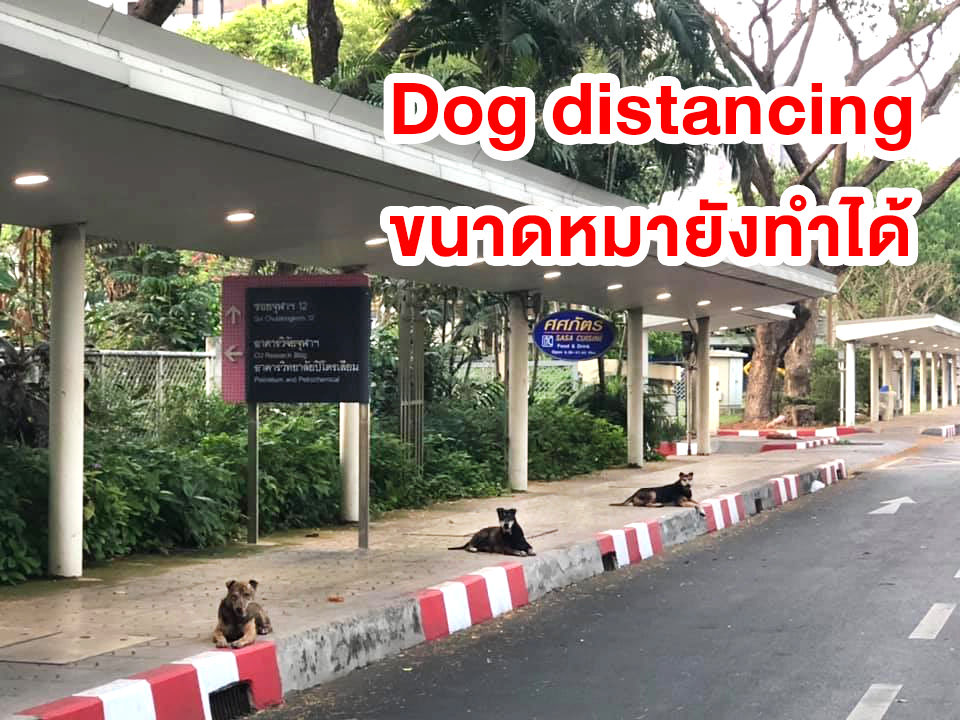 arboy's tweet image. #โควิค19 social-distancing อยู่ห่างๆ อย่างโฮ่งๆ