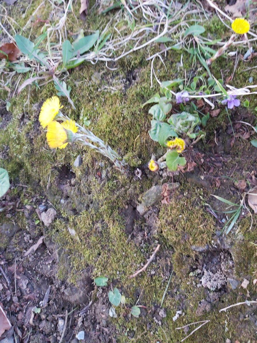 MaryCon82025889's tweet photo. #speciesaday #springflowersproject #biodiversity Coltsfoot (Tussilago farfara) and Common Dog Violet (Viola riviniana) https://t.co/U1PdWYdhBu