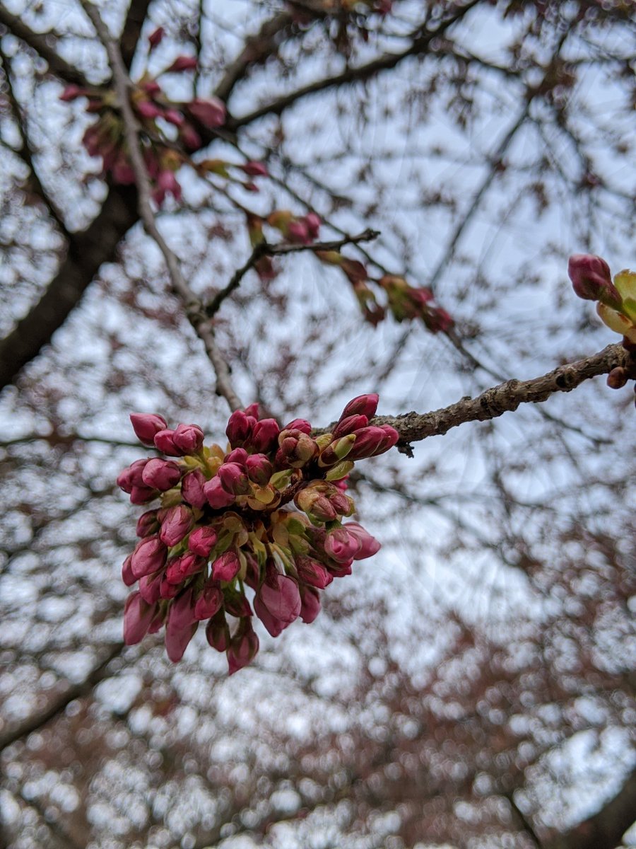 Cloudy day today. Forecast says a week or so of rain.  #CherryBlossoms forge ahead no matter the weather.  #CherryBlossomDaily