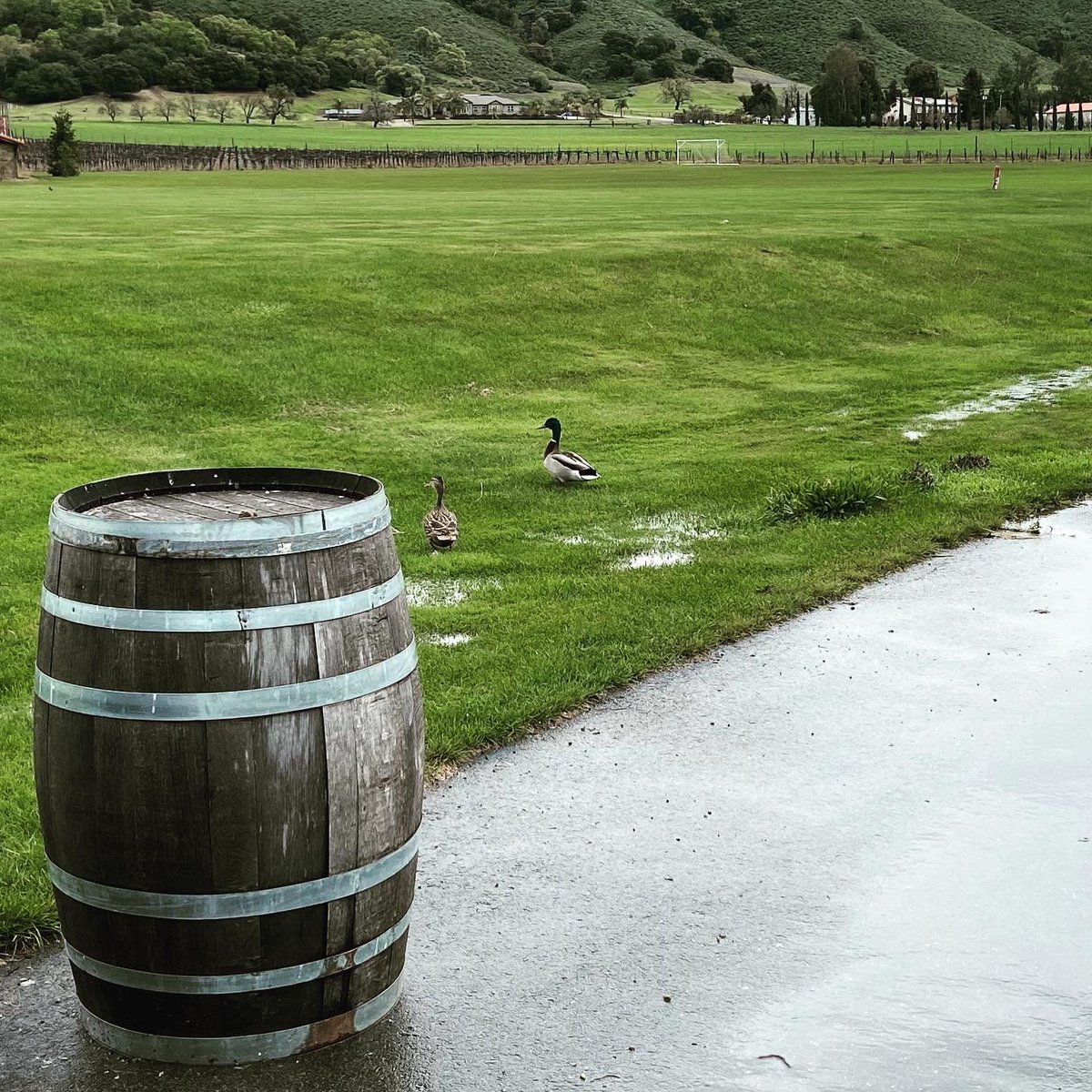 Kirigin Cellars tweet media