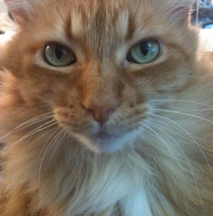 freyja555's tweet photo. @bobehayes Fafnir Von Pook, known as Pooky https://t.co/8c3DxEv8Yd