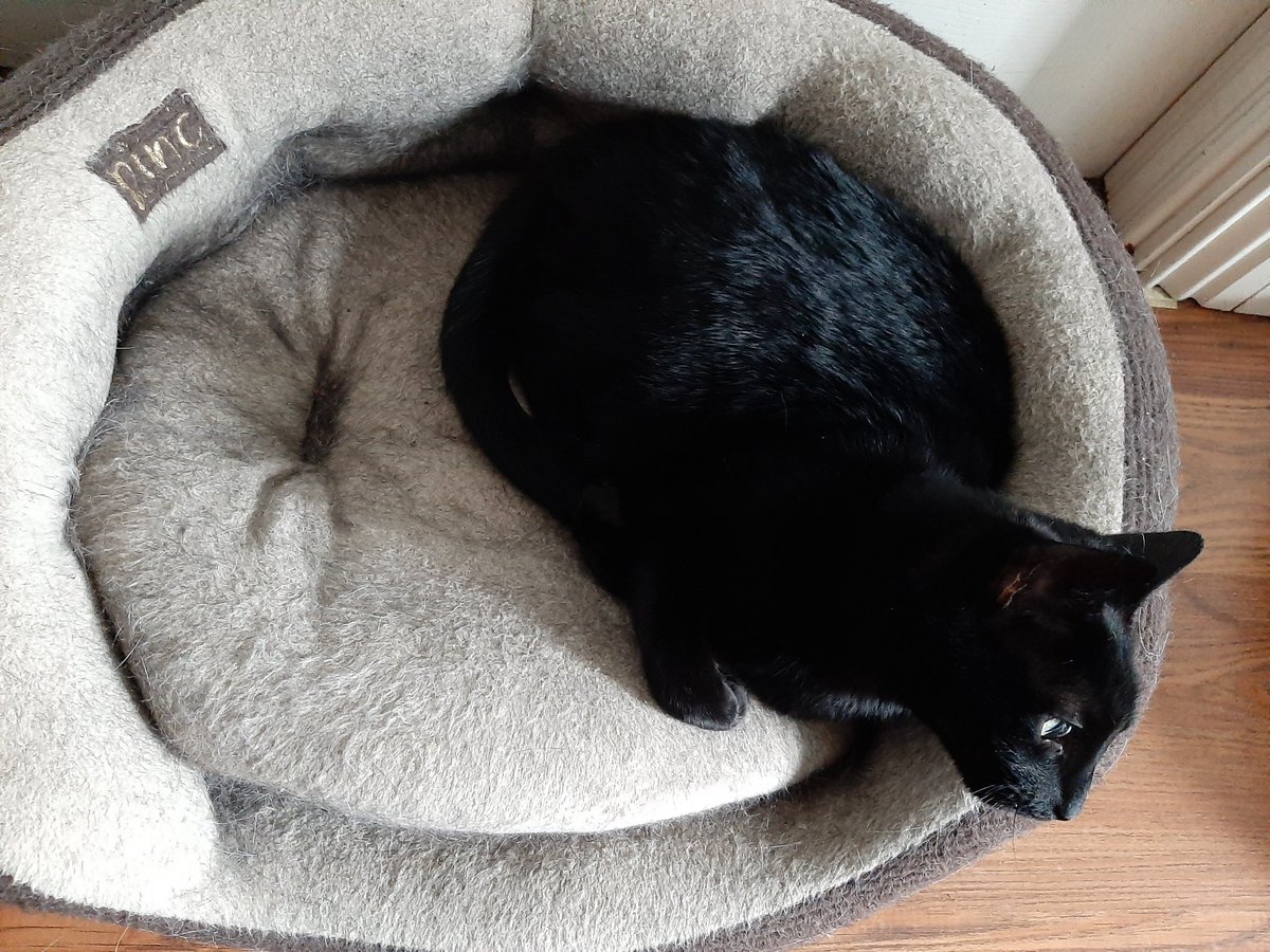 kerry_spence's tweet photo. @bobehayes Big cat, small bed! Small cat, big bed (she's the boss!). Hope this brings a smile :) https://t.co/TXpr7b9iI9