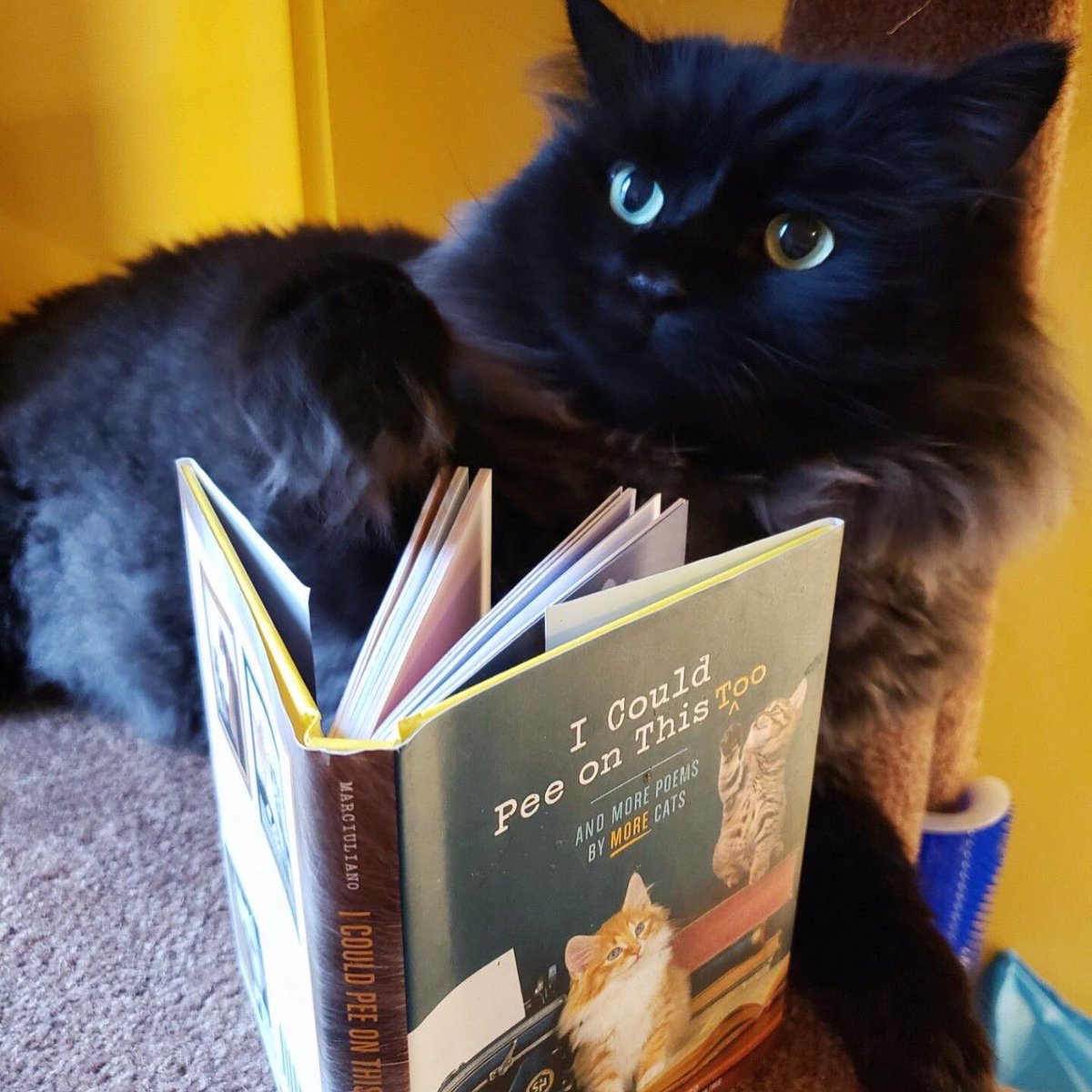 hfxpublib's tweet photo. #PetsCaughtReading: Furtunately, our pets share our love of books. Check out what we caught them reading in our Instagram Story Highlights, and take the oppawtunity to share your friendsโ literhairy moments with us, too. #Halifax https://t.co/d3gfGzdqlX https://t.co/mQDgNVCITl