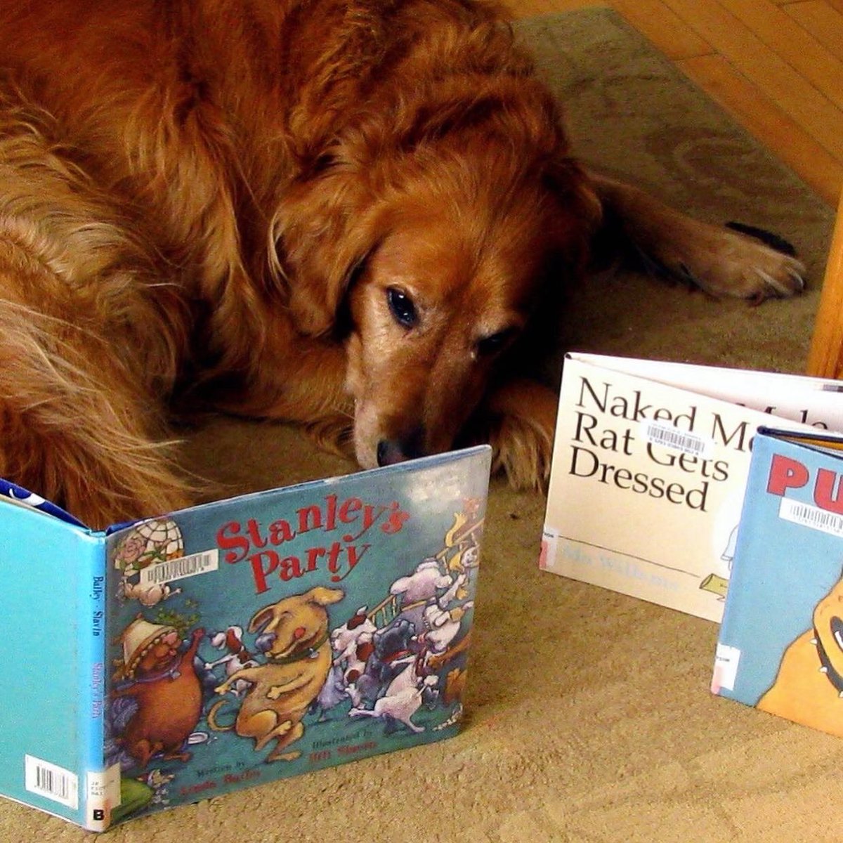hfxpublib's tweet photo. #PetsCaughtReading: Furtunately, our pets share our love of books. Check out what we caught them reading in our Instagram Story Highlights, and take the oppawtunity to share your friendsโ literhairy moments with us, too. #Halifax https://t.co/d3gfGzdqlX https://t.co/mQDgNVCITl