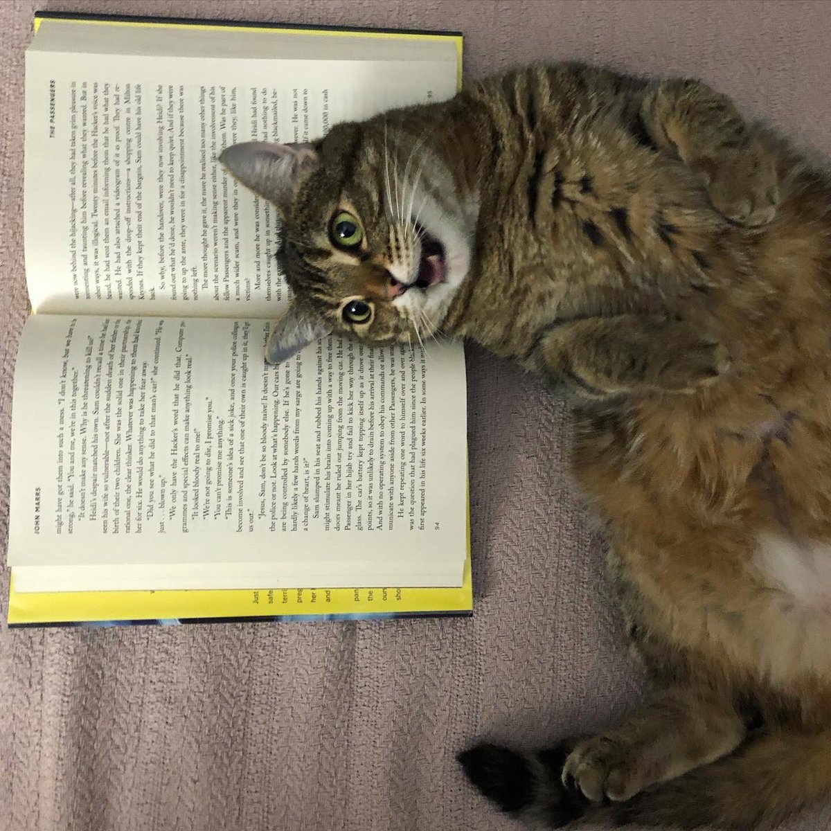 hfxpublib's tweet photo. #PetsCaughtReading: Furtunately, our pets share our love of books. Check out what we caught them reading in our Instagram Story Highlights, and take the oppawtunity to share your friendsโ literhairy moments with us, too. #Halifax https://t.co/d3gfGzdqlX https://t.co/mQDgNVCITl