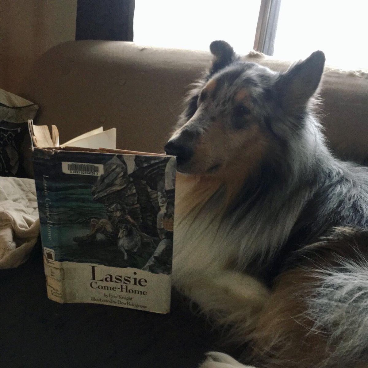 hfxpublib's tweet photo. #PetsCaughtReading: Furtunately, our pets share our love of books. Check out what we caught them reading in our Instagram Story Highlights, and take the oppawtunity to share your friendsโ literhairy moments with us, too. #Halifax https://t.co/d3gfGzdqlX https://t.co/mQDgNVCITl