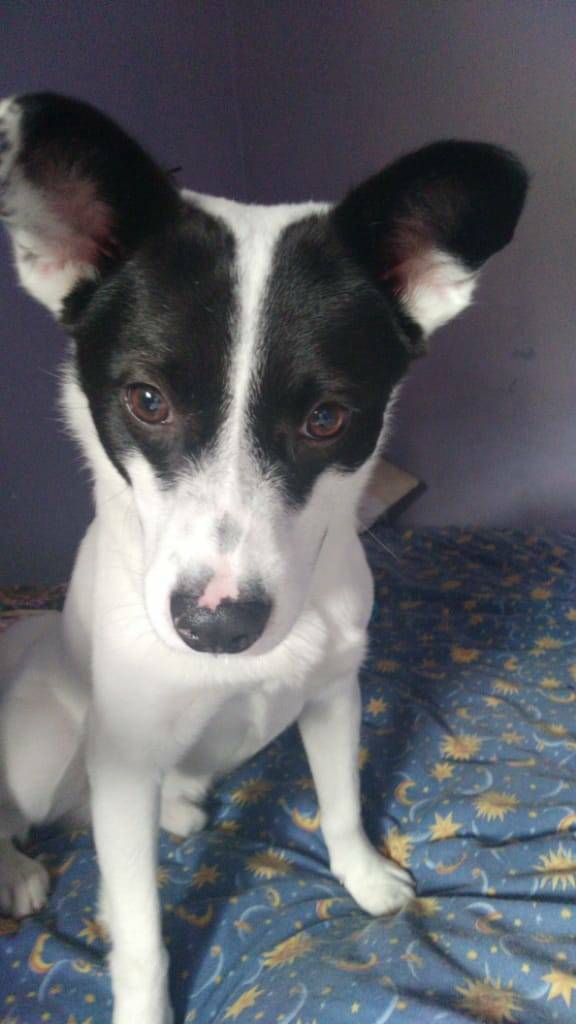 PerroUsuario's tweet photo. Una muy linda noticia de reencuentro con su familia 🙏 RT @Ma_Elisa_G: apareció el dueño, ¡Gracias a Dios! ya está con sus humanos. https://t.co/ztsQtjV2X4
