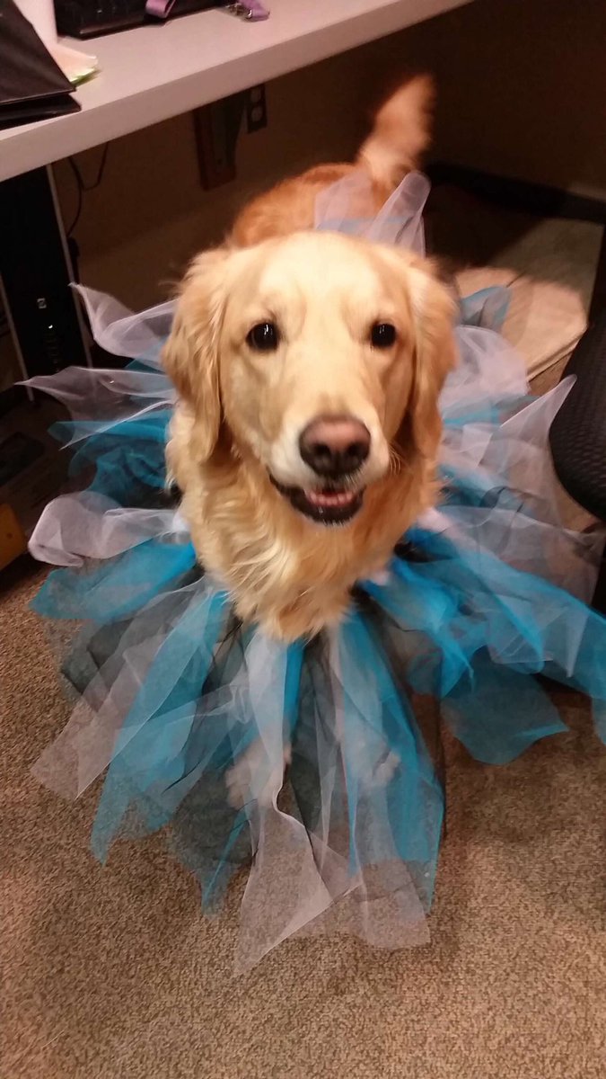 LevineChildrens's tweet photo. We're missing our pet therapy friends, but social distancing is the most important thing right now. 

Reply with a photo of your favorite furry friend so we can all be a part of the puppy love. #MyLevineChildrens https://t.co/5cOOHW2vSh