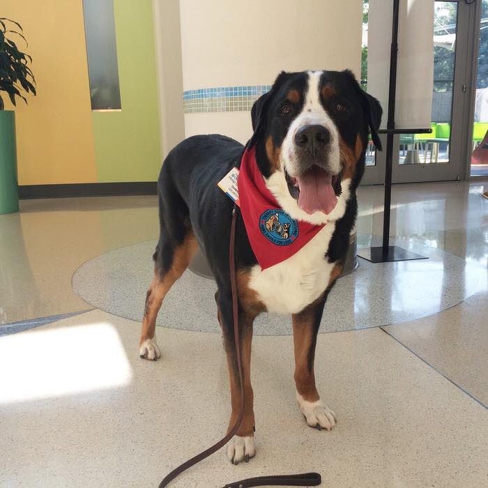 LevineChildrens's tweet photo. We're missing our pet therapy friends, but social distancing is the most important thing right now. 

Reply with a photo of your favorite furry friend so we can all be a part of the puppy love. #MyLevineChildrens https://t.co/5cOOHW2vSh