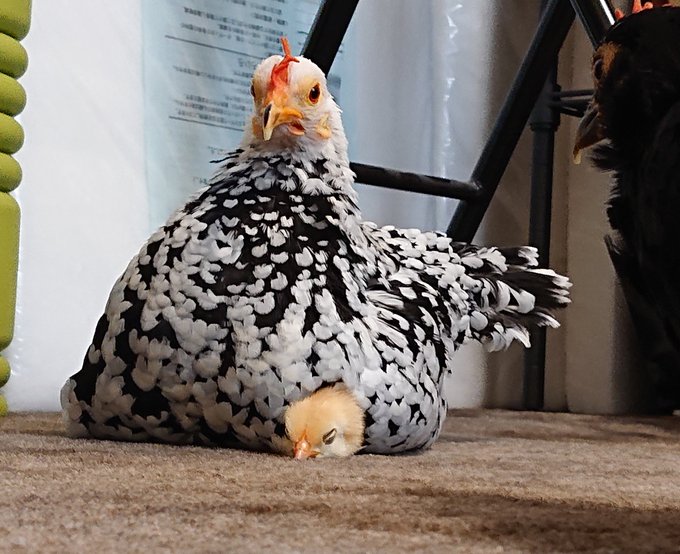 ニワトリから生えるヒヨコ がシュールで可愛い どういう状況 飼い主に聞くと 全文表示 Jタウンネット