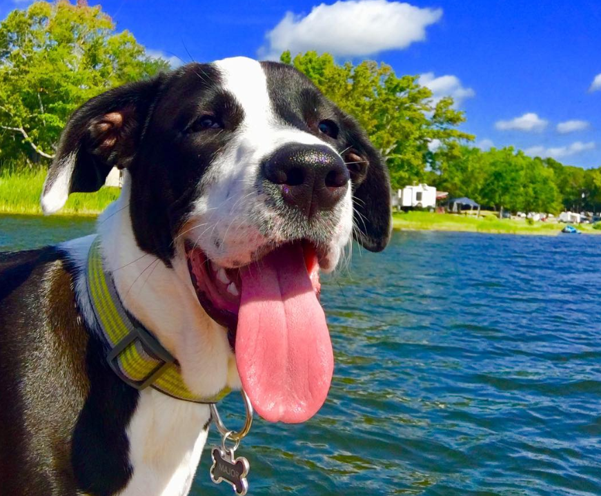 kytxcbs19's tweet photo. TOMORROW is 🐶National Puppy Day🐶! Reply with a photo of your precious pooch and it could show up on The Morning Loop! https://t.co/HqP1kT5KYU