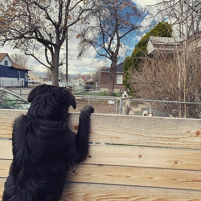 emilyread's tweet photo. #quarantine 
_______________________________________________________ #slc #saltlakecity #saltcity #utah #utahisrad #801 #385 #realestate #realtor #kellerwilliams #kw #instagood #picoftheday #rescuedog #adoptdontshop #dude #dog #dogsofinstagram https://t.co/TW22six2JX https://t.co/cawknirA3r