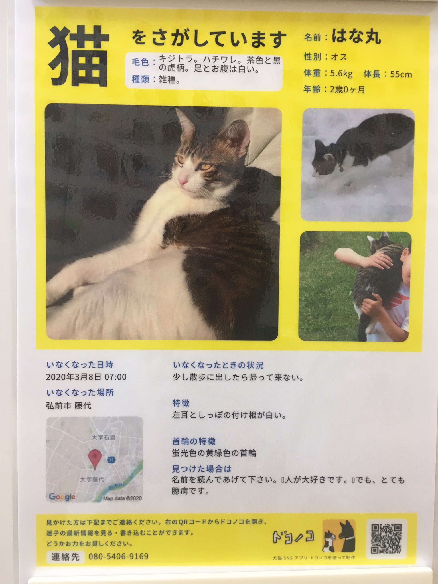 うみny 弘前市 にて迷子猫さんです キジトラの雄猫 首輪あり 弘前市藤代地区です 張り紙を見たので ツイートします 拡散お願いします 拡散希望 拡散希望rt 青森県 迷い猫 迷子猫 猫を探しています うみny 弘前市 にて迷子猫さんです キジトラの雄猫 首輪あり 弘前市藤代地区です 張り紙を見たので ツイートします 拡散お願いします 拡散希望 拡散希望rt 青森県 迷い猫 迷子猫 猫を探しています