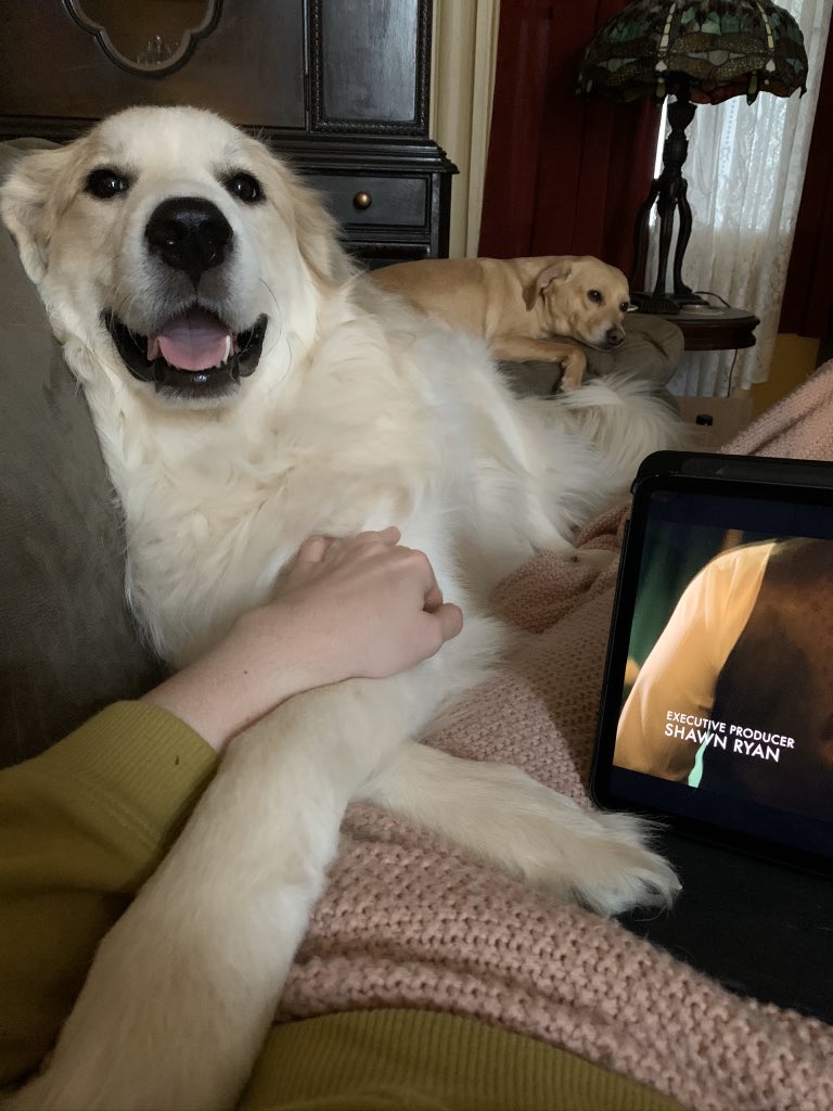 littlejamhands's tweet photo. @sarahmcgphoto this is daisy. she’s a great pyrenees and is a big ole baby. constantly needs pets and attention or else. the little one behind her is her brother ripley. she loves sweet potatoes and he loves trash. https://t.co/pJbmusXhyQ