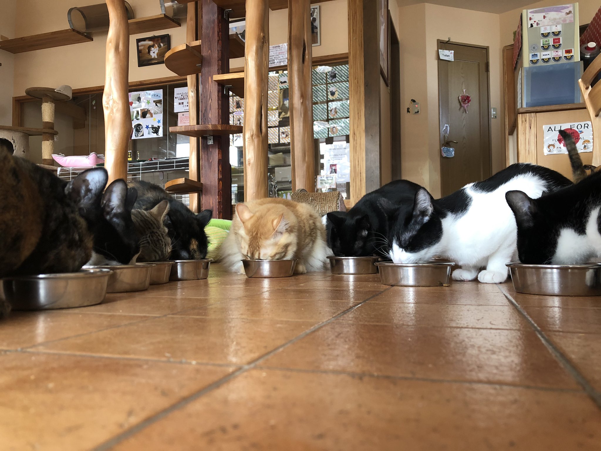 猫カフェ Hako Bu Neco おはようございます 猫たち食欲旺盛で 見事な食べっぷりです 本日もよろしくお願いします 猫 山梨 猫カフェ 保護猫 里親募集 Cute はこぶねこ 食欲旺盛 T Co Soyvsnqfbh Twitter