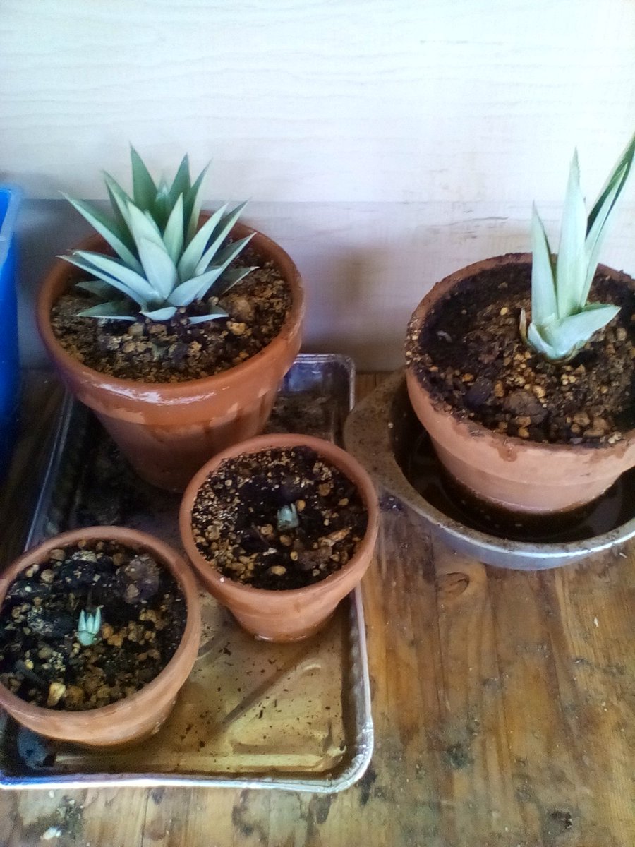 JayeRev's tweet image. Let's learn from #CoronavirusCrisis. I suggest #SocialDistancing while helping to grow food 4 ea other. #NeighborhoodGreenhouse #CommunityGarden When #StayAtHome ends, I'm looking 4 a place with a well and space for a couple greenhouses. Ready 2 grow 2 help.
#ToiletPaperIsNotFood