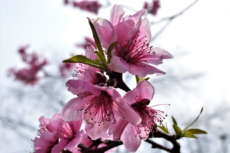 tar_japonica's tweet image. 🌸#tokyospring