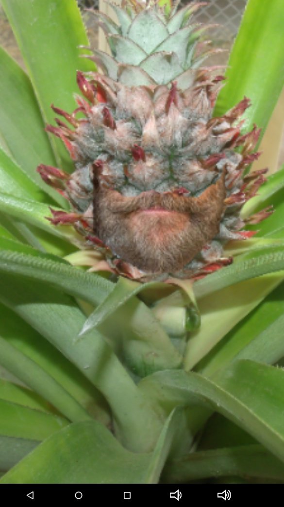 JayeRev's tweet image. Let's learn from #CoronavirusCrisis. I suggest #SocialDistancing while helping to grow food 4 ea other. #NeighborhoodGreenhouse #CommunityGarden When #StayAtHome ends, I'm looking 4 a place with a well and space for a couple greenhouses. Ready 2 grow 2 help.
#ToiletPaperIsNotFood