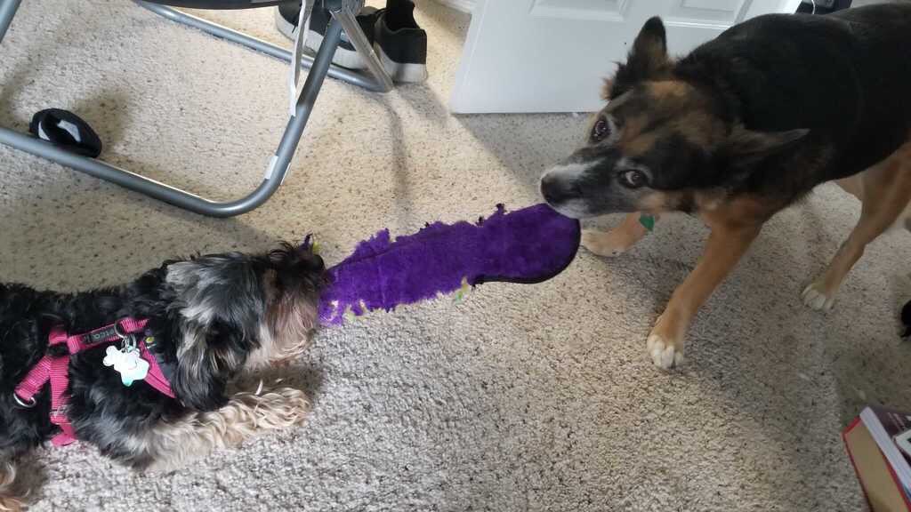 RTAnimDogs's tweet image. Scientific data has now shown that Ellie and Koko are, in fact, two different dogs.