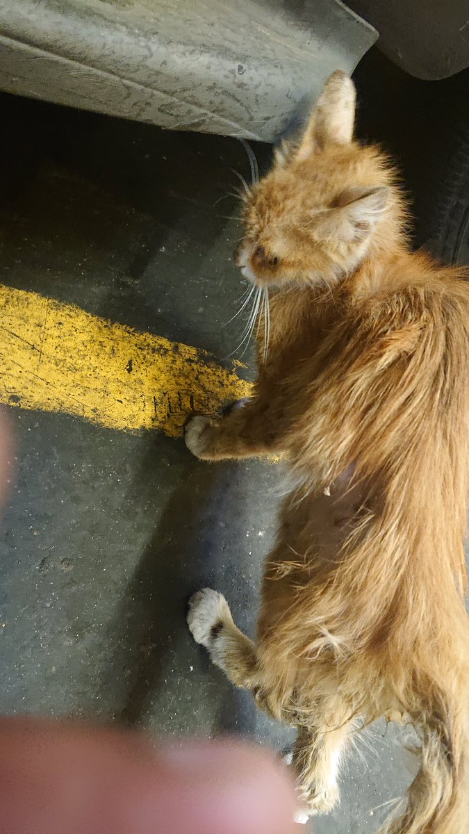 shaieym's tweet photo. قطة في جدة محتاجة لعلاج ورعاية عندها مشكلة حول بطنها #تبنى_لاتشتري #قطقطات
@OpenPaws @RiyadhCats https://t.co/GHE6UH1Txv