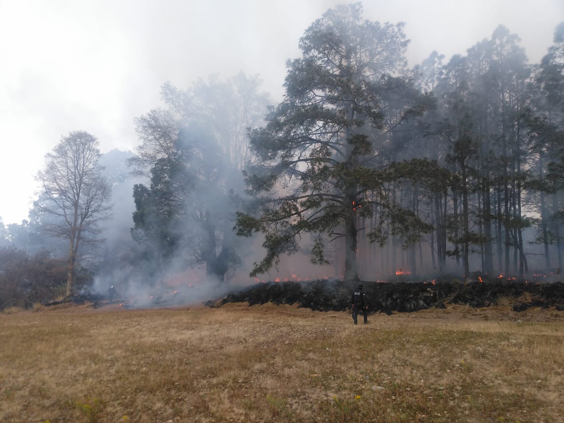 PoliciaSsc's tweet photo. La Policía de Montaña de la #SSCTLX al realizar recorridos de seguridad y vigilancia observa una columna en el paraje "20 años" y en coordinación con #CGE sofocaron el incendio, utilizando métodos de brochas corta fuego, fuego contra fuego y ataque directo.
#PorUnTlaxcalaSeguro https://t.co/a5H2abcAZA