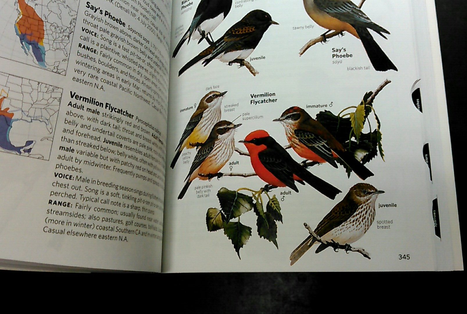 Uzivatel 小鳥 Na Twitteru 色んな鳥関係の冊子はうちによく届くんだけど なんでアメリカの鳥 と思ったらjaf 鳥 関係なかった この鳥はvermilion Flycatcherかな ベニタイランチョウ T Co Xdqagmchh2 Twitter