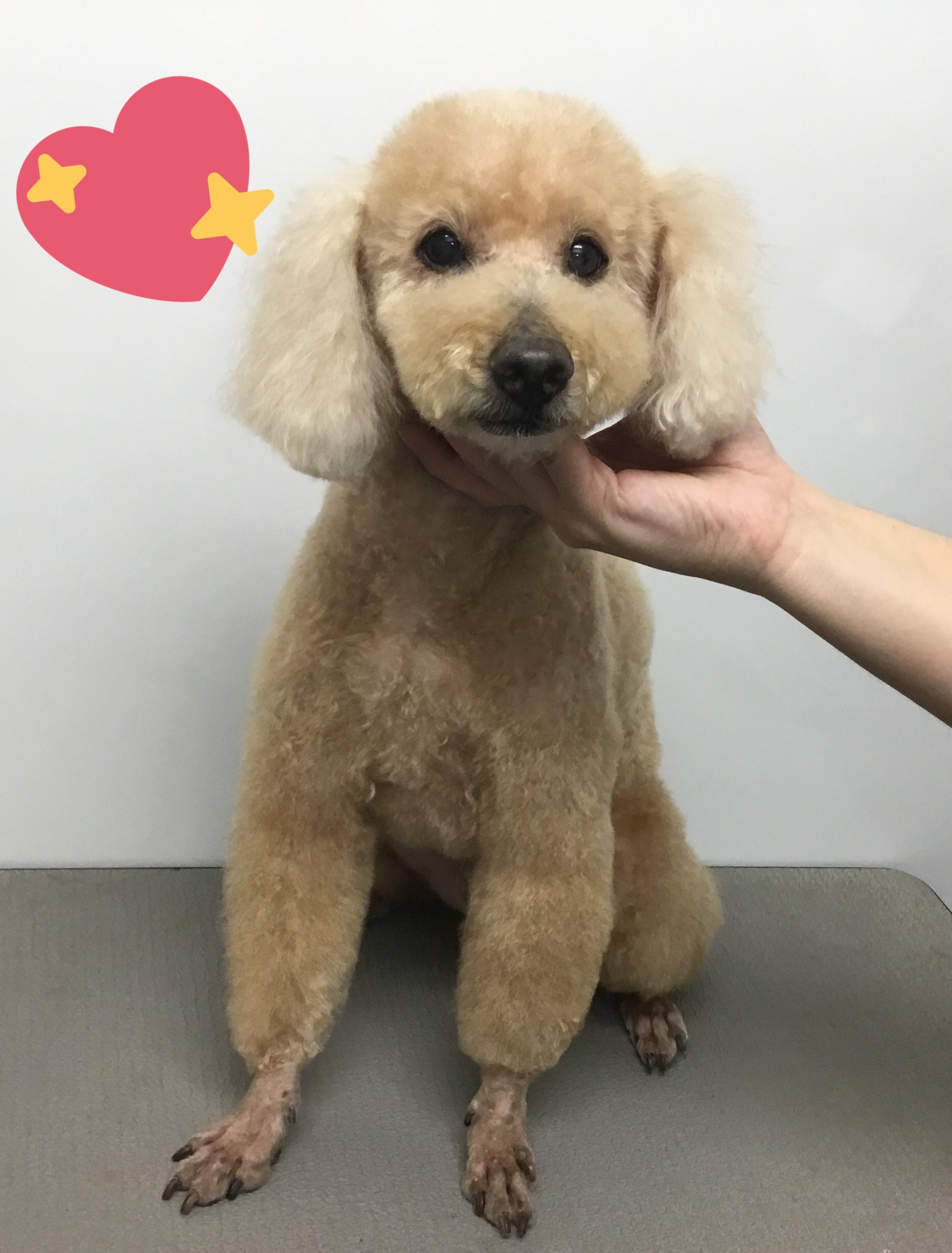 中央愛犬病院 トイプードルのハッピーちゃん 足先を短くしてお手入れしやすいカットになりました T Co Sfxsdyvlqe Twitter