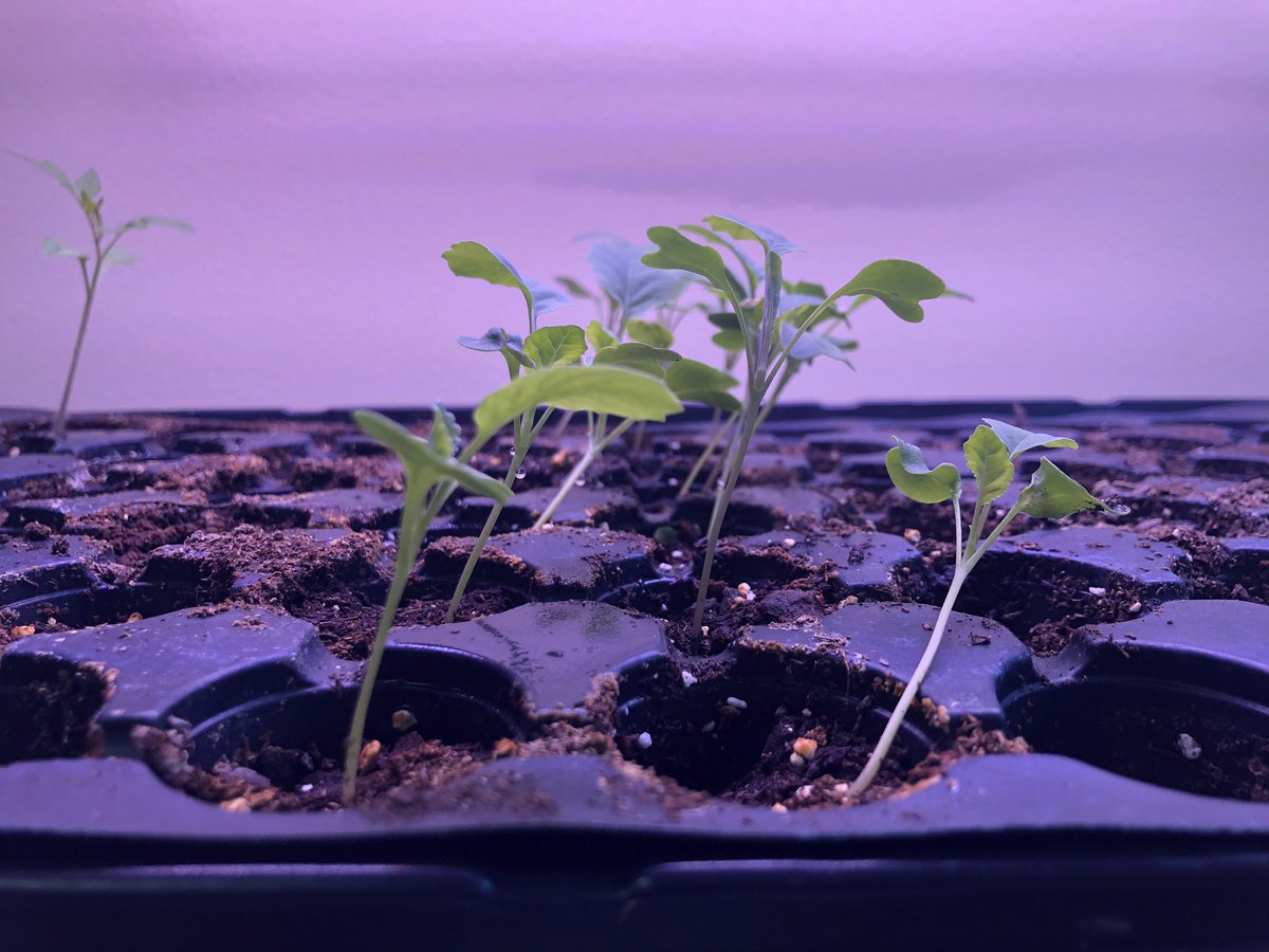 Update on the urban garden seedlings! They are doing so well in their new self-watering kits. With the after school closed at the moment, this product came in handy.