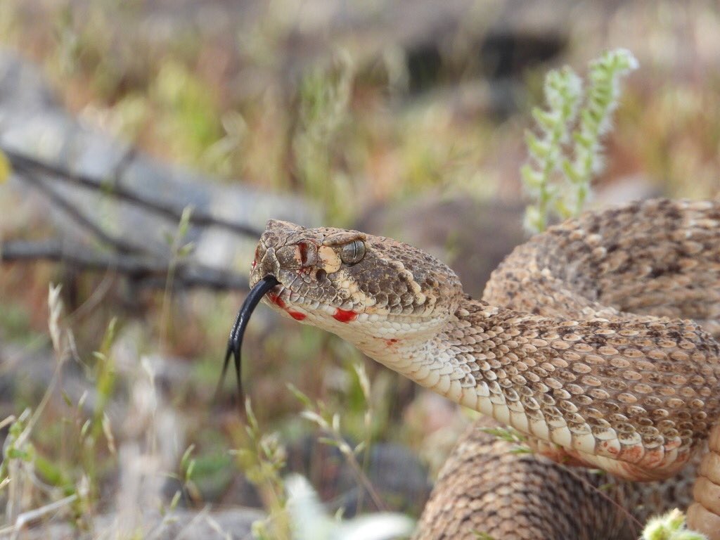 gpar2000's tweet photo. @Once_upon_a_run Saw this gorgeous specimen on Friday. They are definitely out! #rattler #rattlesnake #diamondback https://t.co/8F5p89Dcim