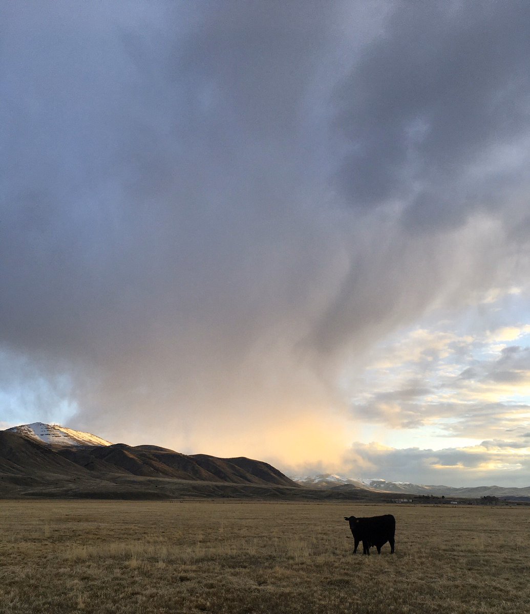 Cowjon's tweet image. I don’t think this is social distancing, I think it’s distance distancing.