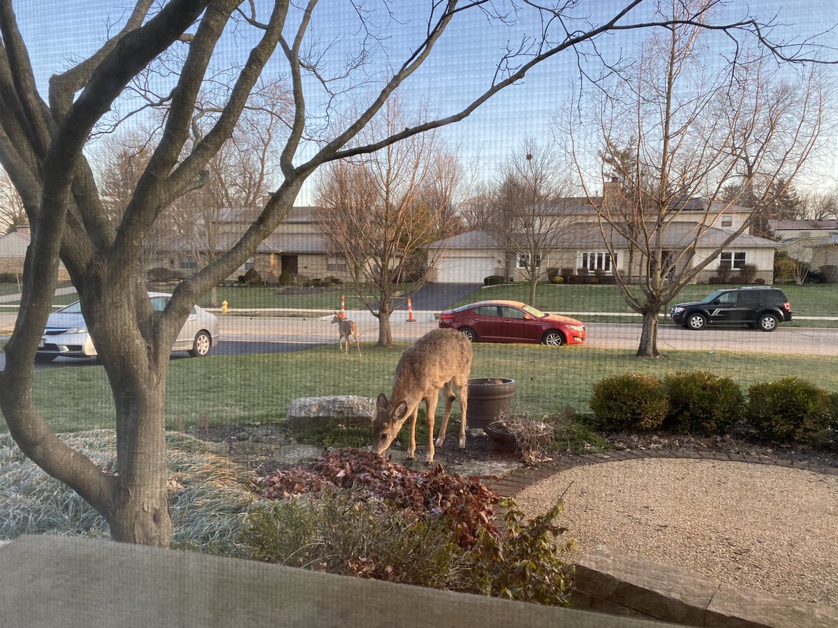 Couldn’t believe it! I saw this right outside my window before going on my long run.  The run was not great.  I’m holding back, but I’m not sure why.  There’s more in the tank I’m just not tapping it...it’s a little frustrating!  But I was grateful to be outside. #Running #Nature