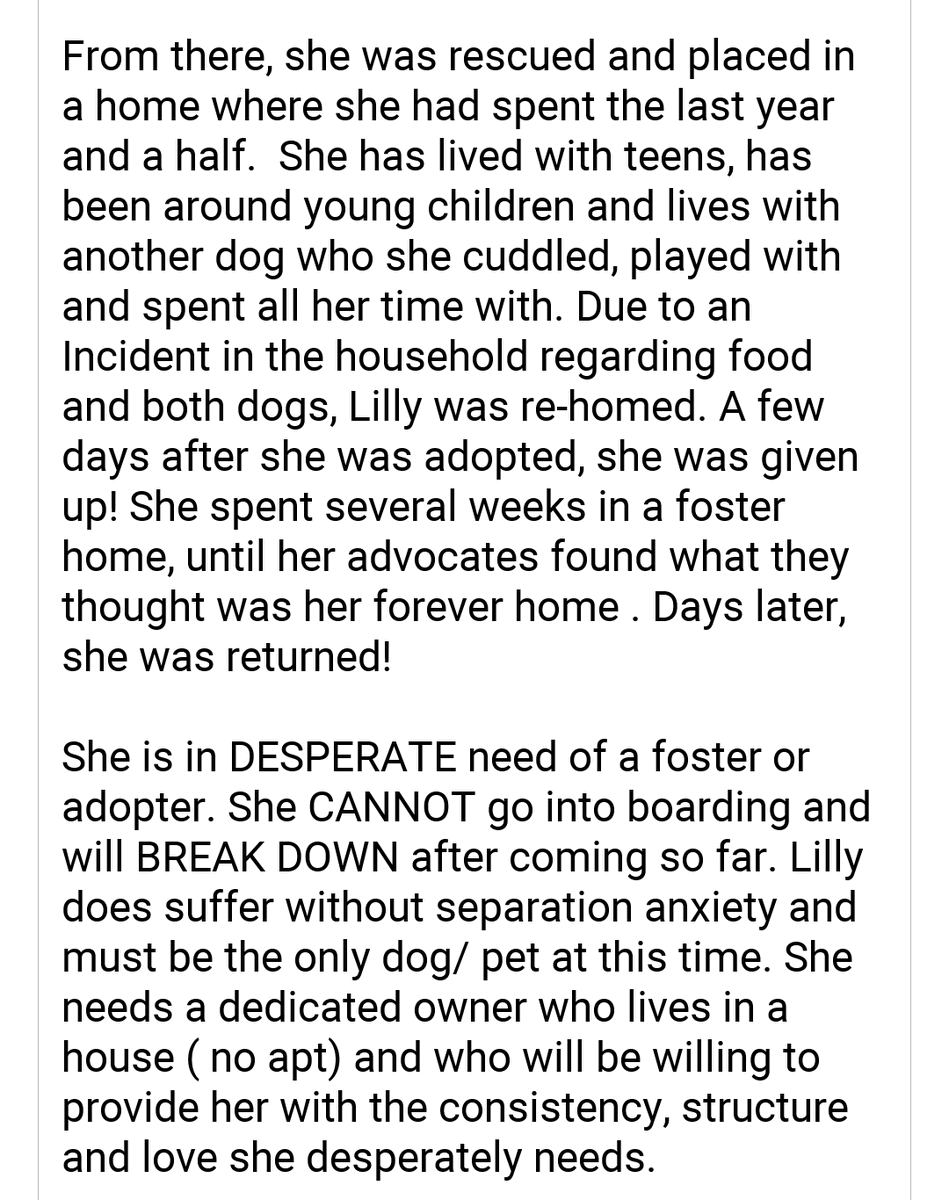 kaylamarie413's tweet photo. Please share beautiful Lilly in #WantaghNY email Adopt@roadtohomerescue.org #deafdog #deafpittie #pleaseshare #pleaseRTRT https://t.co/2yICtNSxDC