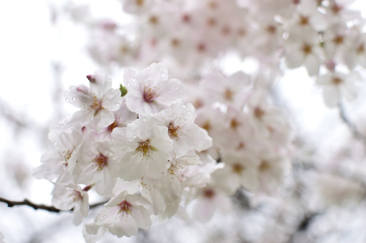 清澄庭園 今朝の雨で濡れたサクラ 清澄の1本ソメイヨシノは ようやく2分咲きまで来ました 下方からゆっくり開花が進んでいます 東京sakuraプロジェクト 清澄庭園 日本庭園 桜 染井吉野 Japanesegarden Kiyosumigardens Tokyo Sakura