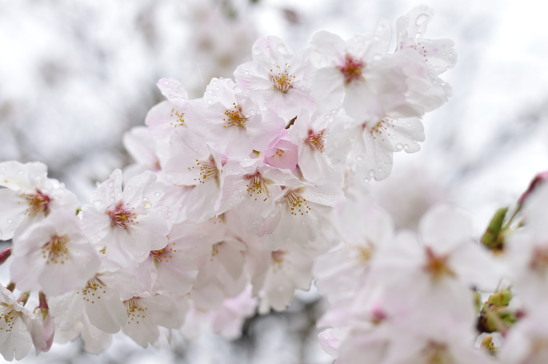 清澄庭園 今朝の雨で濡れたサクラ 清澄の1本ソメイヨシノは ようやく2分咲きまで来ました 下方からゆっくり開花が進んでいます 東京sakuraプロジェクト 清澄庭園 日本庭園 桜 染井吉野 Japanesegarden Kiyosumigardens