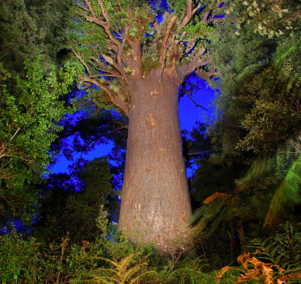 FootprintsNZ's tweet photo. Meet Tāne. Our Waipoua forest guide will give you an interactive interpretation of the importance of this tree, Tāne Mahuta (The Lord of the Forest) to both the natural environment and the Maori people and reveal the forest's age-old mysteries. 🌳☀️🌲🍃  https://t.co/c7VFgScyl7 https://t.co/1U55FVAKvA
