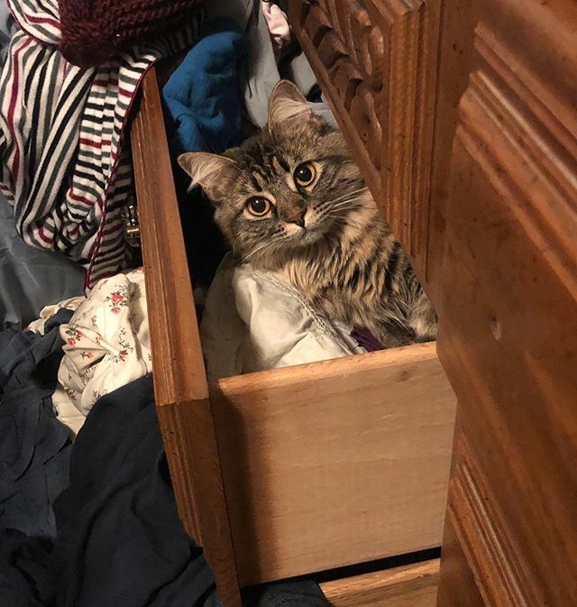 authordupre's tweet photo. Gretchenβs popping out to say goodnight to you all. #tabbycat #tabbycats #tabbycatworlddomination #tabbysofinstagram #mackreltabby #mackreltabbycat #mackreltabbycatsofinstagram #tabbylife #tabbycatsofig #tabbycatlove #tabbycatsrule https://t.co/XwdStA0EEs