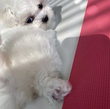 チャンミンinstagramより2番目の娘ちゃんが出来ました Lovetvxqの日記